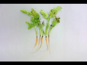 Carotte - Chancre de chaleur