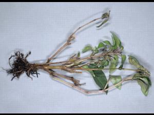 Fuchsias - Pourriture noire des racines (Berkeleyomyces basicola)