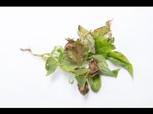 Haricot - Graisse bactérienne (Pseudomonas syringae pv. syringae)_2