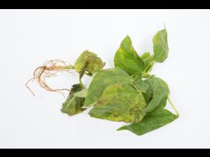 Haricot - Graisse bactérienne (Pseudomonas syringae pv. syringae)_5