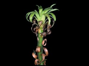 Lis - Nématode foliaire (Aphelenchoides sp.)