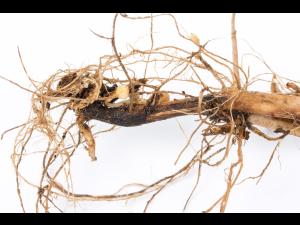 Pomme de terre - Jambe noire (Pectobacterium atrosepticum)