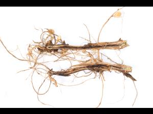 Pomme de terre - Jambe noire (Pectobacterium atrosepticum)