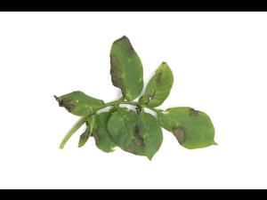 Pomme de terre - Mildiou (Phytophthora infestans)