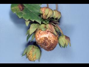 Fraise - Carence en bore