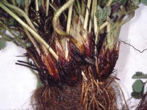 Fraise - Maladie des collets multiples du fraisier