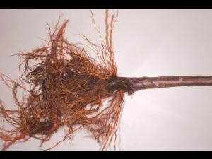 Pomme - Pourriture des racines et du collet (Phytophthora cactorum)