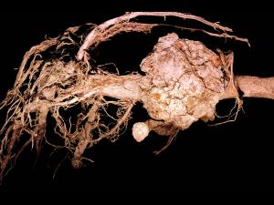 Pomme - Tumeur du collet (Agrobacterium tumefaciens)