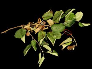 Pomme - Brûlure bactérienne (Erwinia amylovora)