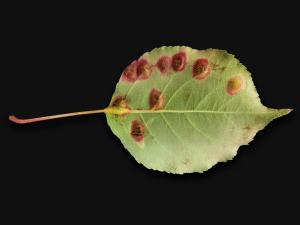 Pomme - Rouille (Gymnosporangium sp.)