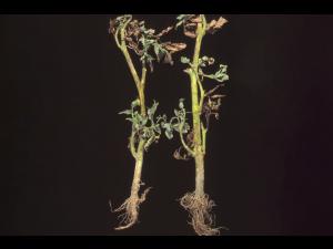 Tomate - Flétrissement bactérien (Ralstonia solanacearum)