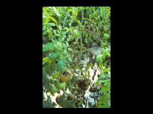 Tomate - Mildiou (Phytophthora infestans)