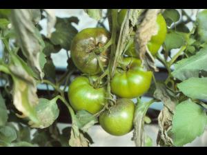 Tomate - Mildiou (Phytophthora infestans)