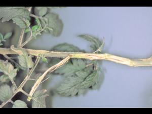 Tomate - Chancre sec (Acremonium strictum)