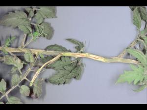 Tomate - Chancre sec (Acremonium strictum)