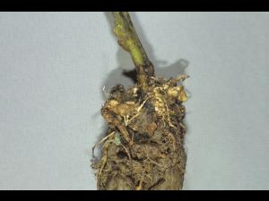 Tomate - Nématode cécidogène du nord (Meloidogyne hapla)