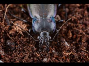 Carabe des bois (Carabus nemoralis)_2
