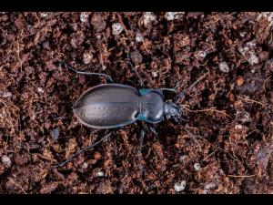 Carabe des bois (Carabus nemoralis)_1