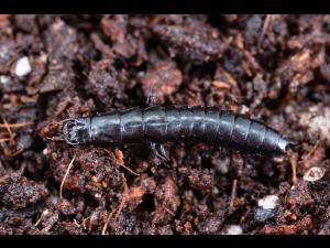 Carabe des bois (Carabus nemoralis)_3