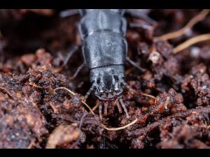 Carabe des bois (Carabus nemoralis)_4