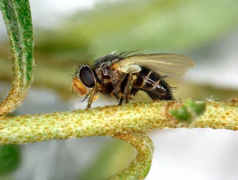Tachinidés (Tachinidae)