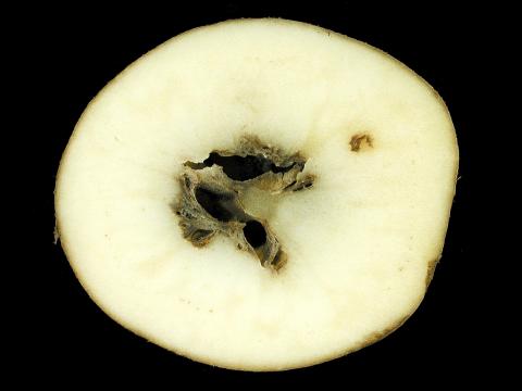 Pomme de terre - Coeur noir