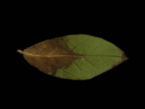 Bleuet en corymbe - Pourriture sclérotique (Monilinia vaccinii-corymbosi)