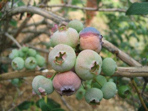 Bleuet en corymbe - Pourriture sclérotique (Monilinia vaccinii-corymbosi)