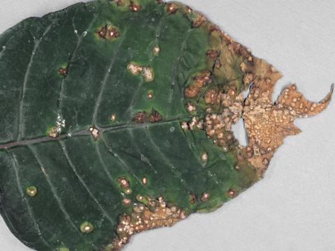 Poinsettia - Anthracnose (Elsinoe poinsettiae)_1