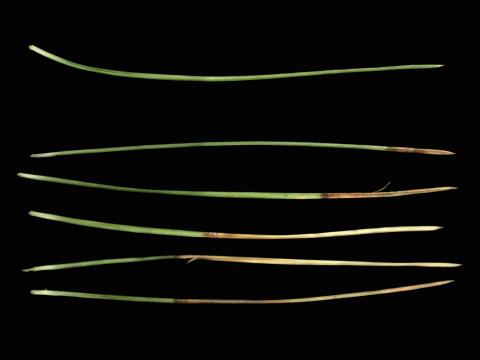 Pins - Brûlure en bandes rouges (Dothistroma septosporum)