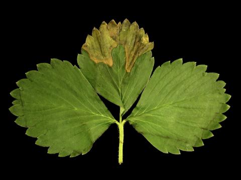 Fraise - cyperméthrine (3A)_3