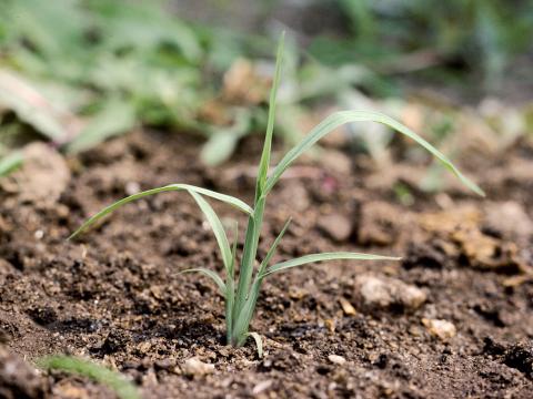 Pied-de-coq(Echinochloa crus-galli)_3