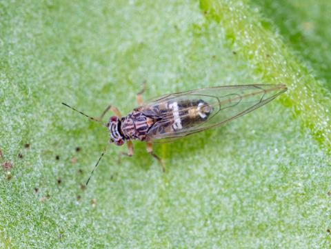 Psylle de la pomme de terre (Bactericera cockerelli)_3