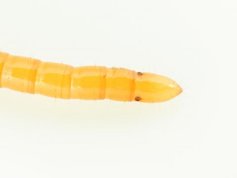 Agriotes sp._5