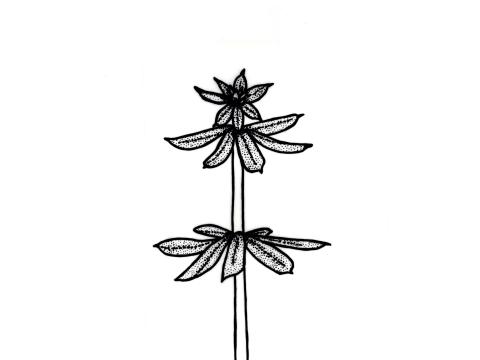 Identification_FeuilleVerticille