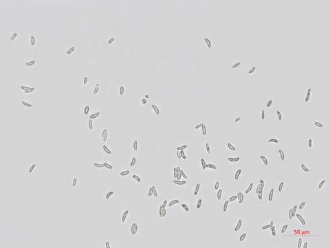 Dictyochaeta_D34357-1_LQ