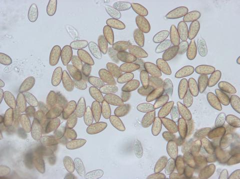 Diplodia_mutila-02_LQ