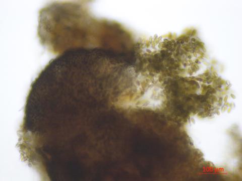 Diplodia_seriata_D45264-1_LQ