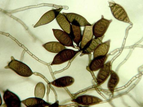 Exserohilum pedicellatum-01-ret