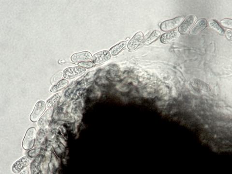 cryptosporiopsis coryli-04-ret