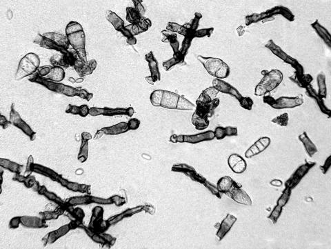 deightoniella-07-ret