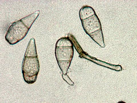 deightoniella-09-ret