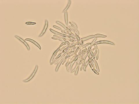 Fusarium_sp_3