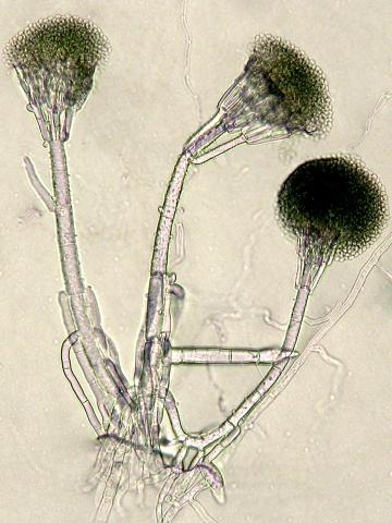 Gliocladium_viride_1