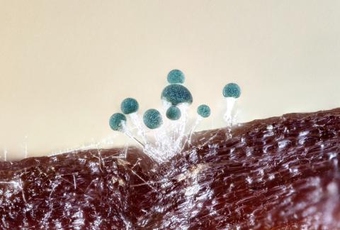 Gliocladium_viride_2