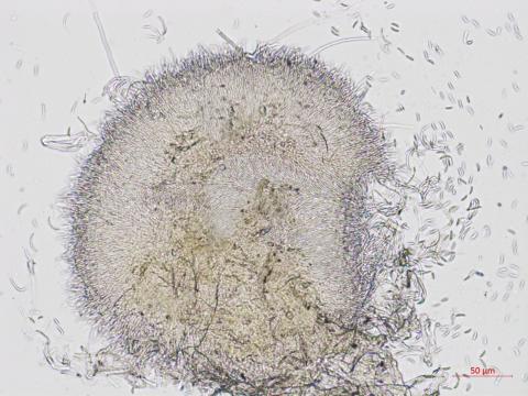 Hainesia_sp_1