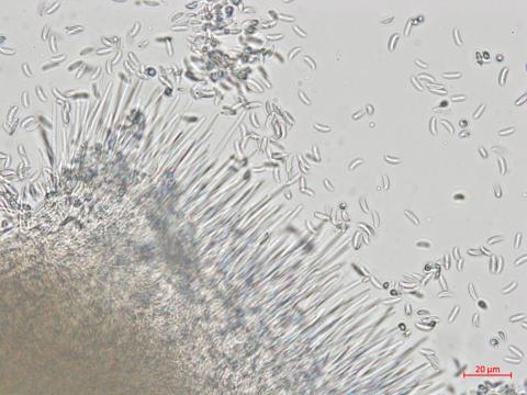 Hainesia_sp_3