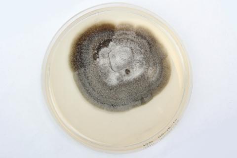 Helminthosporium_solani_1