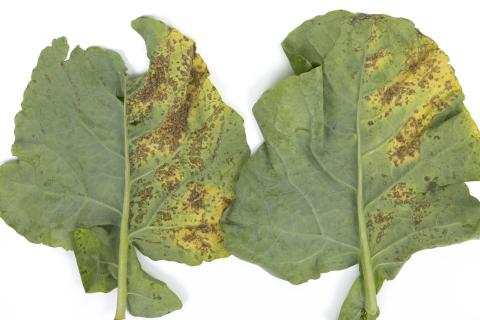 Brocoli - Alternariose (Alternaria alternata)_1