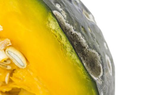 Courges - Alternariose du fruit (Alternaria sp.)_2